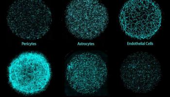 علماء يصنعون أدمغة صغيرة في المختبر لتطوير أدوية أكثر دقة