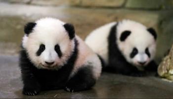 زوج من الباندا 