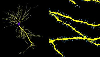 برنامج مجاني يُظهر التفاصيل الخفية لهندسة خلايا الدماغ
