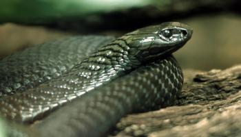 ثعابين في فنادق سريلانكا