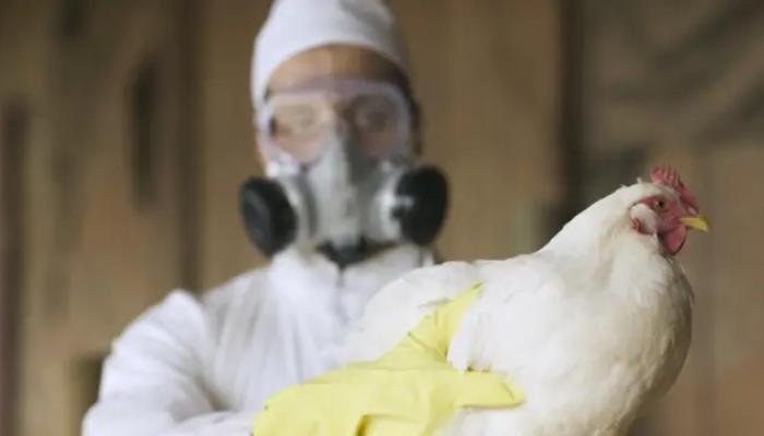 إنفلونزا الطيور