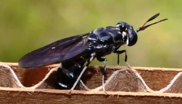 ذبابة الرمل السوداء