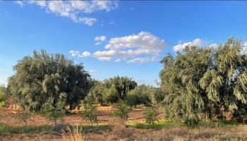 أشجار الزيتون في تونس