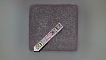 شريحة عصبية بحجم حبة ملح، قادرة على نقل بيانات نشاط الدماغ لاسلكيا