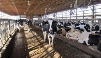 الحمى القلاعية في مصر