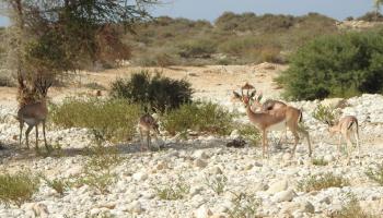 انتخاب سلطنة عُمان عضوًا في المجلس الدولي التابع لليونسكو