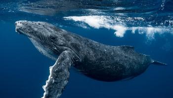 العلماء يفكون شفرة لغة الحيتان