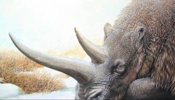  وحيد القرن الصوفي