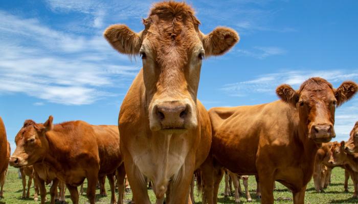 أبقار في مزرعة أسترالية