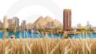 مصر تستهدف توريد 5 ملايين طن من القمح المحلي الموسم المقبل