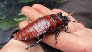 "كوكتيل الحشرات" يثير الجدل 