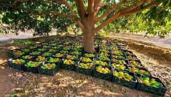 مانجو في إحدى مزارع تهامة (متداولة)