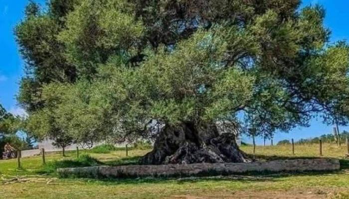 شجر زيتون "الشرف"