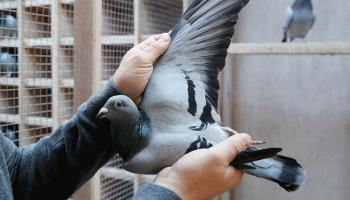 باحثون أعدوا أول خريطة شاملة لطفيليات الحمام في الجزائر