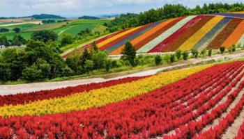 جزيرة هوكايدو الزراعية