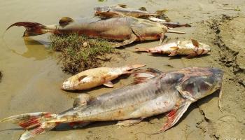 أسماك المانجواري