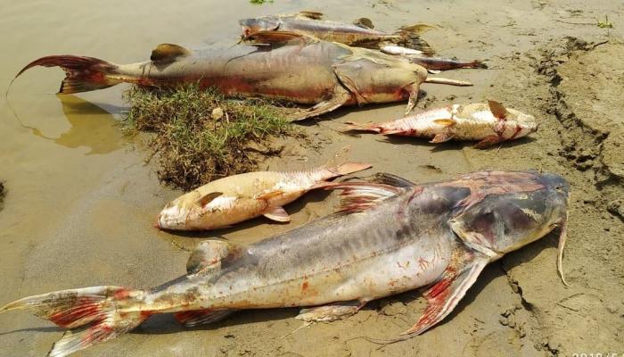 أسماك المانجواري