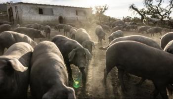 حمى الخنازير 