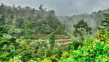 الغابات الاستوائية - كانفا 