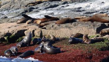 إنفلونزا الطيور تصيب أسود البحر في أستراليا