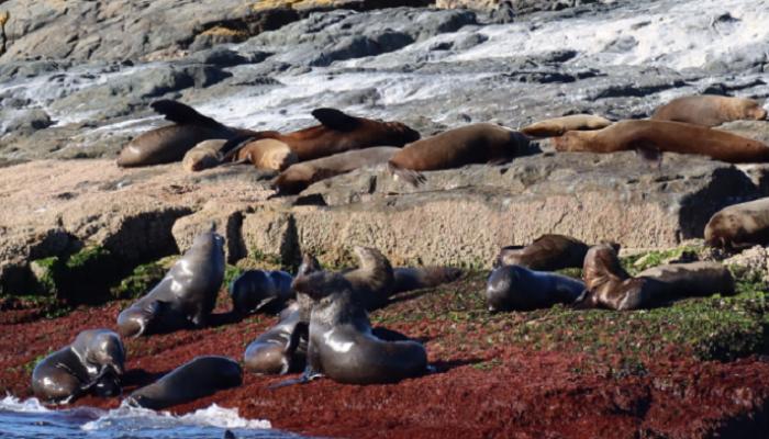 إنفلونزا الطيور تصيب أسود البحر في أستراليا