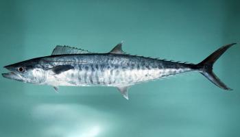 أسماك الكنعد