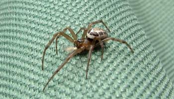 لدغة العنكبوت تسببت في تكون ثقب متعفن في ساق المراهق البريطاني