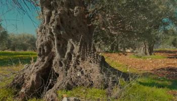 شجرة المهراس