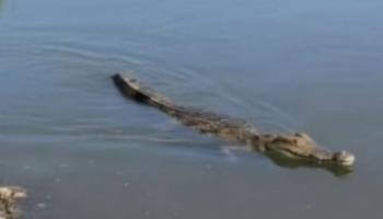 آخر تطورات تماسيح الزوامل في مصر