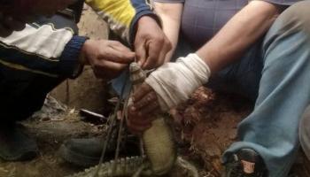 اصطياد تمساح قرية الزوامل في مصر