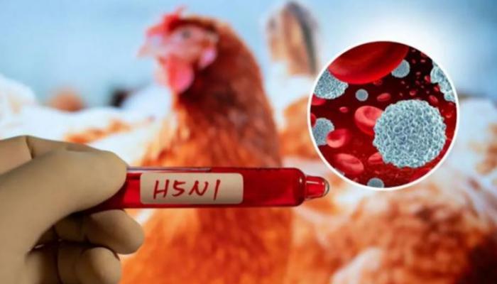 موجة مبكرة وقوية لإنفلونزا الطيور في أوروبا.. وارتفاع قياسي للإصابات