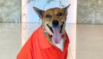 الكلب مو داينج