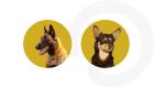 Les 5 races de chiens les plus intelligentes (Infographie)