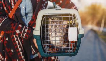 يدرس الحزب الوطني الاسكتلندي حظر القطط 