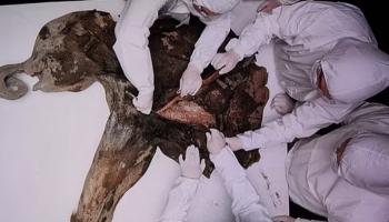 جثة محنطة لحيوان الماموث