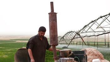 الحنطة تلتهم مياه صحراء العراق