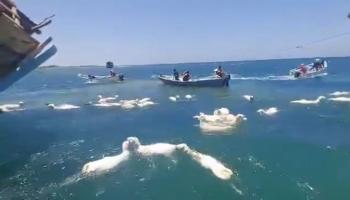 مئات الأغنام التي تحاول السباحة بعد جنوح السفينة قبالة عدن