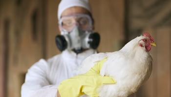 فيروس إنفلونزا الطيور (H5N1) يمر بمرحلة انتشار خطيرة تزيد احتمالات تحوله لجائحة