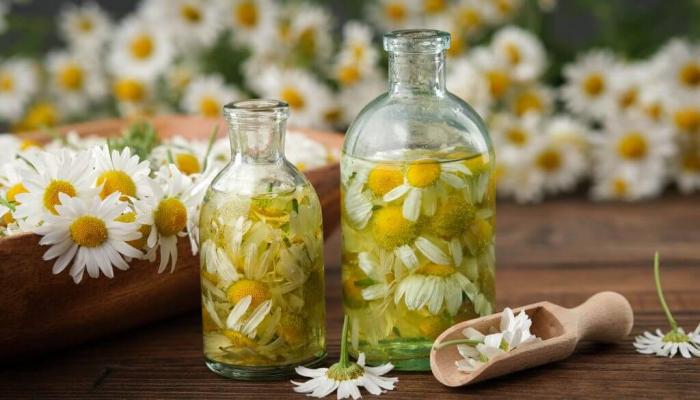 النسرين زهرة تشتهر بها زغوان التونسية