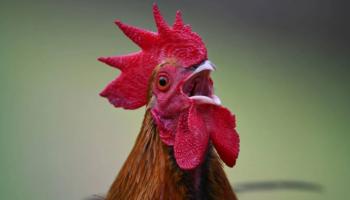 صياحه يزعج الجيران.. غرامة بحق بريطاني بسبب ديك