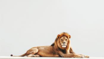 أسد يهاجم صاحبه في النجف