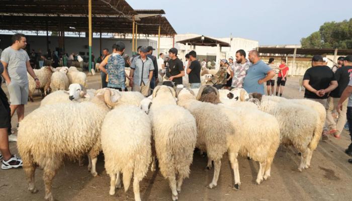 أضاحي العيد في تونس