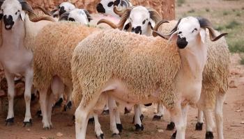 حكم من ماتت أضحيته أو سُرقت