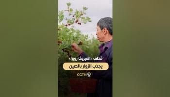 قطف «الميريكا روبرا» يجذب الزوار بالصين