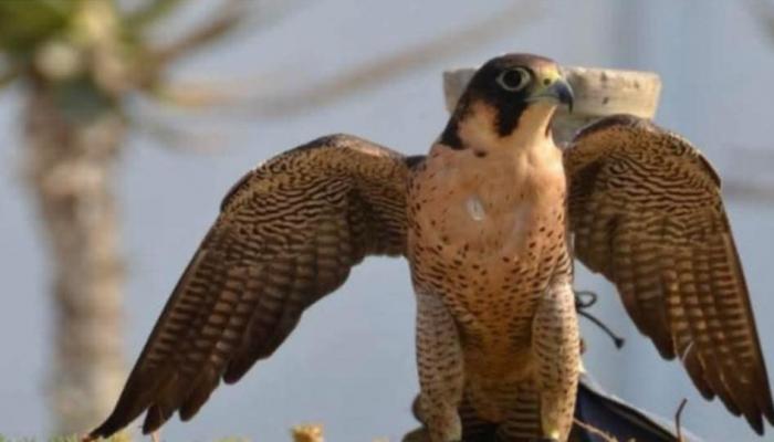 طائر الساف بالهوارية