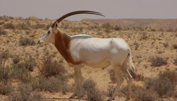المحمية الطبيعية بوهدمة