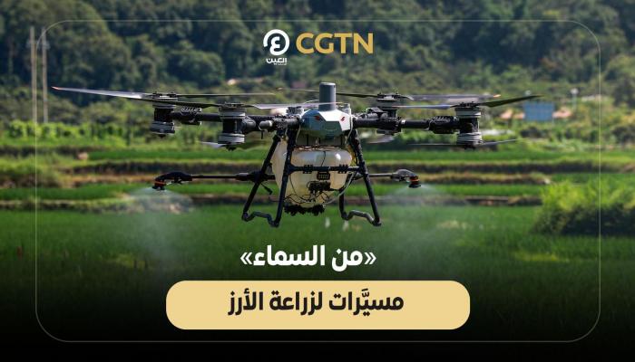 مسيرات تزرع الأرز في الصين