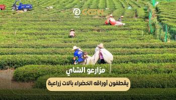 مزارعو الشاي الصينيون يقطفون أوراقه الخضراء بآلات زراعية