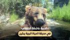 بوابة العين الإخبارية