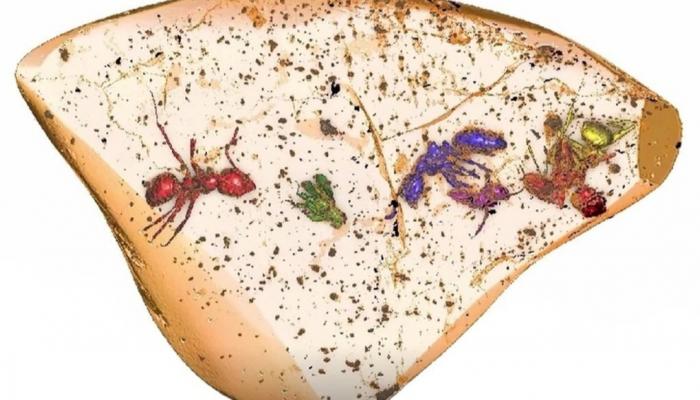 قطعة كهرمان فيها حشرات